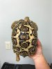 ImageUploadedByTortoise Forum1504833492.635265.jpg