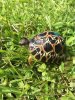 ImageUploadedByTortoise Forum1504840767.606776.jpg