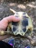 ImageUploadedByTortoise Forum1504841700.186542.jpg