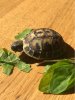 ImageUploadedByTortoise Forum1505039060.000777.jpg