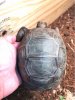 ImageUploadedByTortoise Forum1505188317.760165.jpg