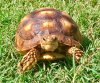 ImageUploadedByTortoise Forum1505327117.495911.jpg