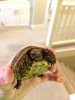 ImageUploadedByTortoise Forum1505335345.767944.jpg