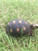 ImageUploadedByTortoise Forum1505481291.762425.jpg