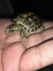 ImageUploadedByTortoise Forum1505515506.414366.jpg