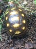 ImageUploadedByTortoise Forum1505519685.997726.jpg