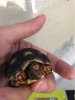 ImageUploadedByTortoise Forum1505567996.340189.jpg