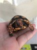 ImageUploadedByTortoise Forum1505568095.987742.jpg