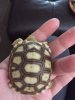 ImageUploadedByTortoise Forum1505677009.985352.jpg