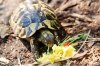 ImageUploadedByTortoise Forum1505853662.045310.jpg