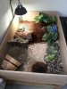 02d5a7616b25fddd6f1c08fa97a3dc4c--tortoise-house-tortoise-habitat.jpg