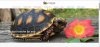Tortoise Town Website Screenshot (2) (640x303).jpg