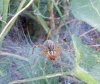 Grass Spider.jpg