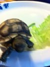 little one eating lettuce.JPG