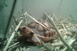 tortoise.png