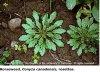 Plant ID Horseweed.jpg