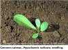 Plant ID catsear seedling.jpg