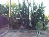 Cactus 6-22-13.jpg