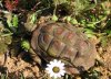 Parrot-beaked_Tortoise_Homopus_areolatus_CapeTown_8.jpg