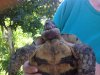 tortoise w tumor 2.jpg