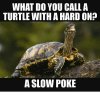 what-do-you-call-a-turtle-with-a-hardon-a-4945995.jpg