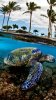 Sea_Turtle-1e231f93-1f70-42ce-a67e-6d1e309294b2.jpeg