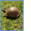 turtle-tortoise #1.png