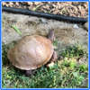 turtle-tortoise #2.png