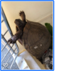 turtle-tortoise #3.png