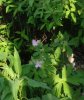 geranium_flowers.jpg