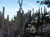 cactus 6-5-18 b.jpg