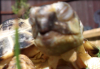 Tortoise Eyes 2.PNG