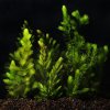 lg_Hornwort_Dozen_11285.jpg