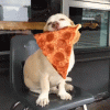 Pizza Dog.gif