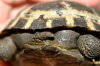 CABG_Tortoise_10_07 027.jpg