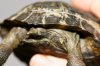 CABG_Tortoise_10_07 026.jpg