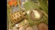 Russian Tortoise 2.jpg