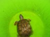 gulf coast box turtle 7-5-18 a.jpg