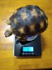 weight-7-7-18.jpg