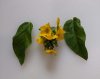 yellow-loosestrife.jpg