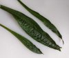 plantain-narrowleaf.jpg