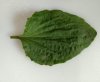 plantain-broadleaf.jpg