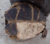 ~~17cm Tortoise; remains V 1b_small-format.JPG