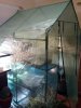 Indoor greenhouse for hatchlings.jpg