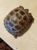 small tortoise.jpg