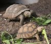 Tortoises6.jpg