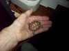 desert tortoise baby 8-15-18 a.jpg
