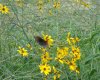 red spotted purple.jpg