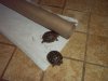 baby box turtles 9-25-18.jpg