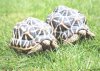 1274135319_93774629_1-Pictures-of--Two-beautiful-Indian-Star-tortoises-for-sale-1274135319.jpg